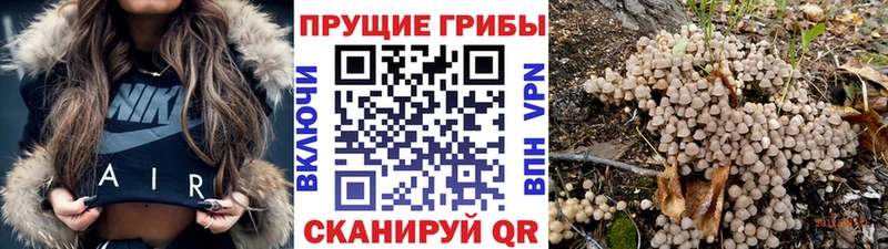 ОМГ ОМГ tor купить наркотики цена Новокузнецк Галлюциногенные грибы MAGIC MUSHROOMS